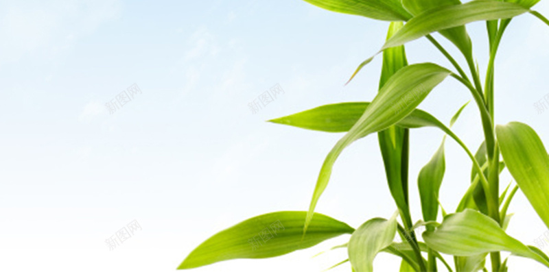清新自然植物H5图jpg设计背景_88icon https://88icon.com 植物 清新 绿色 自然 蓝天 文艺 天然 清新自然H5素材