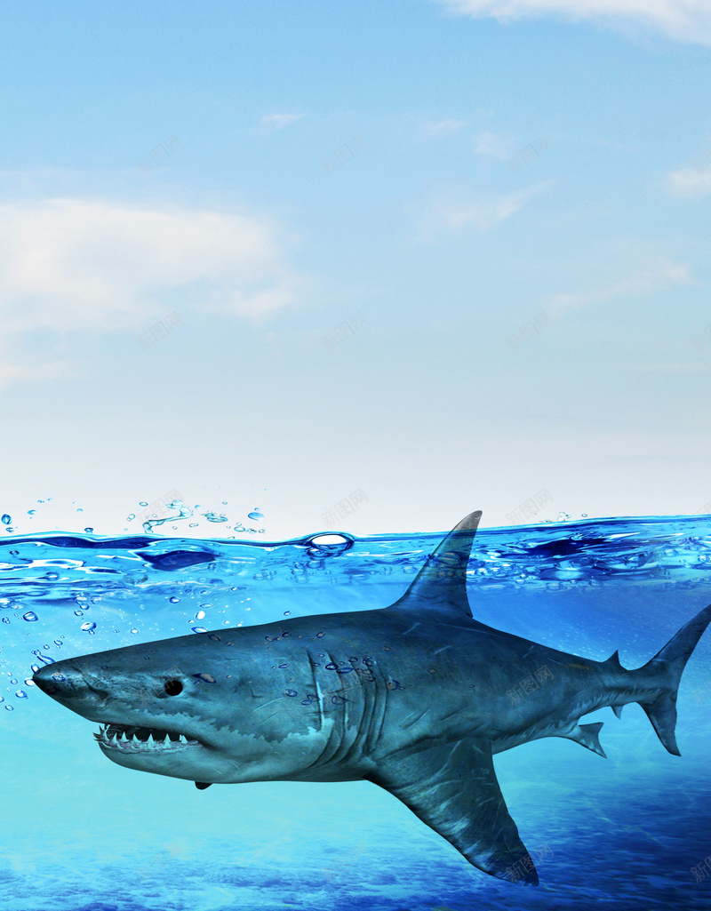 简约海洋鲨鱼广告jpg设计背景_88icon https://88icon.com 商务 海洋 白云 简约 蓝天 鲨鱼广告 海底世界 小清新