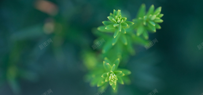 多肉植物特写背景图jpg设计背景_88icon https://88icon.com 海报banner 多肉 植物 特写 绿色