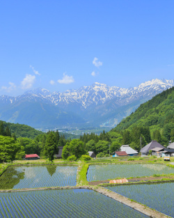 清新麦田背景简约小清新麦田广告高清图片