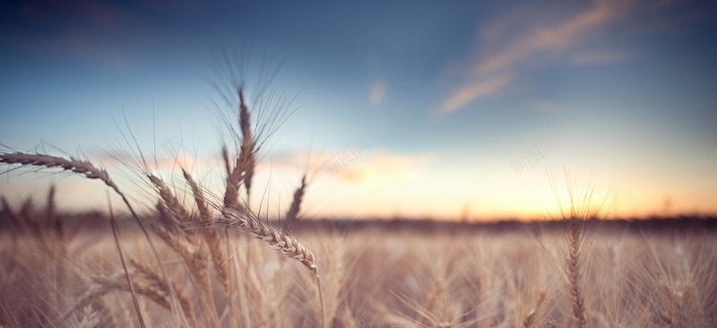 风景蓝天白云黄光麦地背景jpg设计背景_88icon https://88icon.com 风景 蓝天 白云 黄光 麦地 摄影