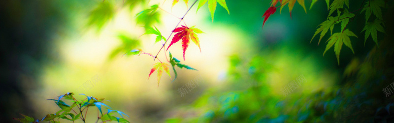 秋天摄影枫叶背景背景