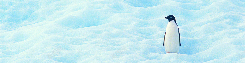 南极企鹅摄影背景jpg设计背景_88icon https://88icon.com 南极 企鹅 摄影 冰雪 白色 海报banner 风景