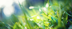 绿色草地质感Ebanner淘宝天猫背景高清图片