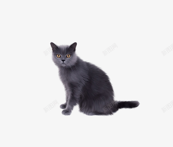 猫咪实拍猫咪psd免抠素材_88icon https://88icon.com 猫咪 猫 真是猫 黑色猫