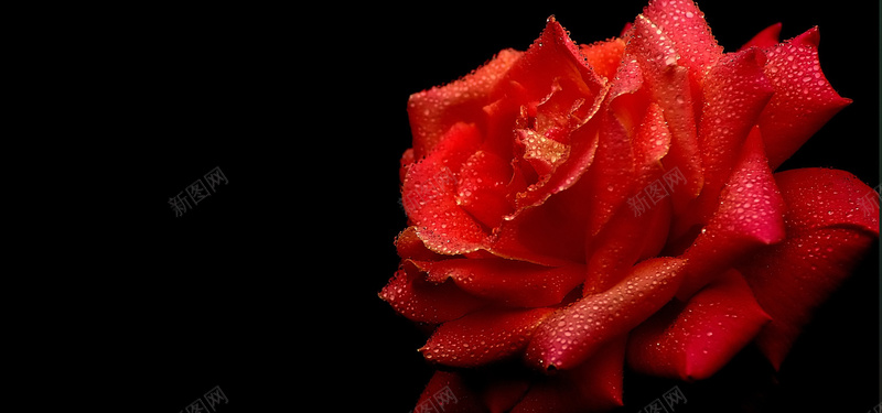 红玫瑰水滴黑色背景图背景