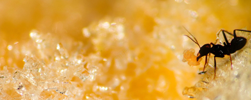 黄色水花蚂蚁背景背景