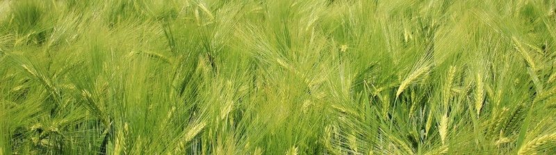 绿色大麦平铺摄影背景