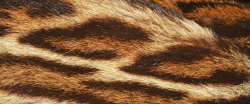 褐色皮毛动物皮毛背景高清图片