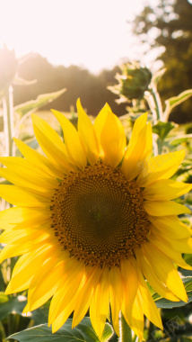 阳光下的向日葵H5背景素材背景