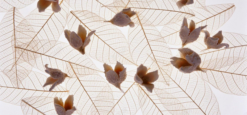 简约叶脉bannerjpg设计背景_88icon https://88icon.com 文艺 简约 素雅 纹理 质感 文艺范店铺 模板 PSD分层素材 品牌故事 欧式花纹 淡雅店铺背景 遇见文艺 淘宝店铺装修 淘宝模板 界面设计 设计 淘宝界面设计 淘宝装修模板 72DPI PSD 海报banner 小清新