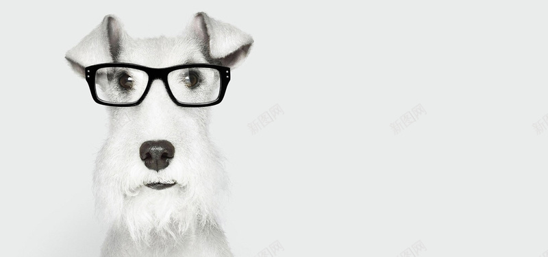 戴眼镜的白色狗狗banner背景