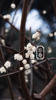 立春节气H5素材背景背景