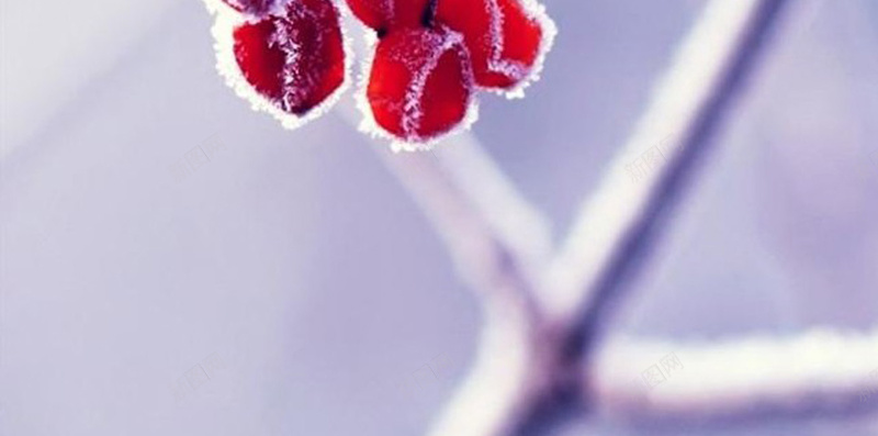 大雪覆盖的樱桃H5背景jpg设计背景_88icon https://88icon.com 小清新 文艺 植物 樱桃 雪 H5背景 H5 h5 简约