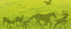 马的影子草地影子动物梅花路马鹰高清图片