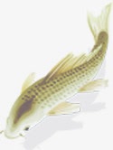 水中鱼摄影海报效果素材