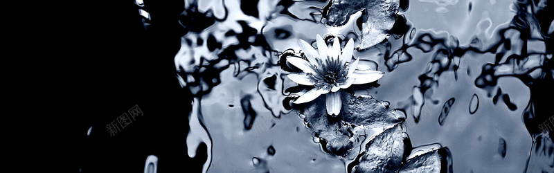 水里的白莲花背景背景