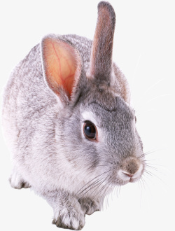 灰色萌萌小象可爱灰色兔子png高清图片