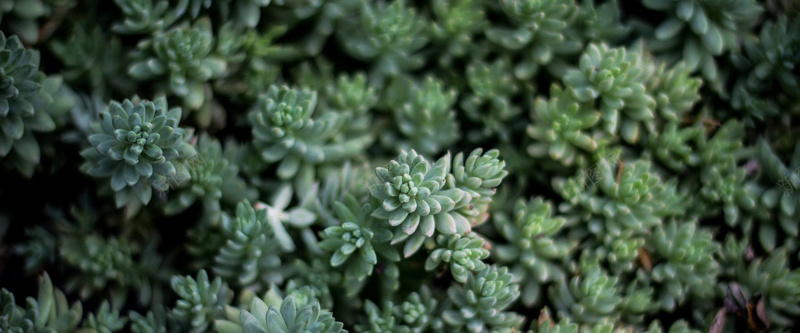 植物背景jpg设计背景_88icon https://88icon.com 植物 多肉 绿色 海报banner 质感 纹理