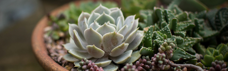 多肉植物背景图jpg设计背景_88icon https://88icon.com 多肉 植物 海报banner 摄影 风景