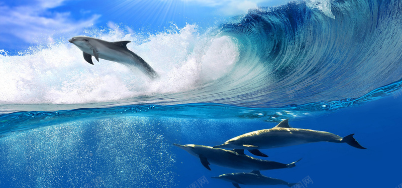 海豚蓝色海洋banner背景