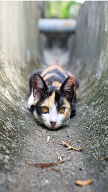 动物猫咪摄影素材摄影图片