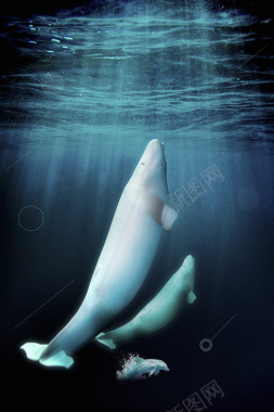 白鲸宣传海报背景背景