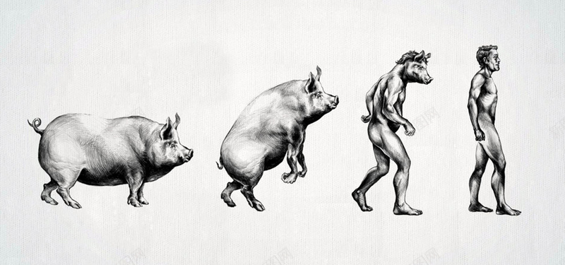 猪进化成人背景