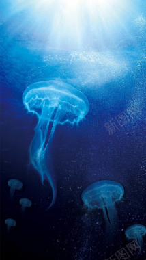 水母世界背景
