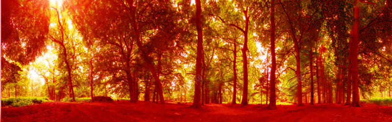 阳光森林摄影背景背景