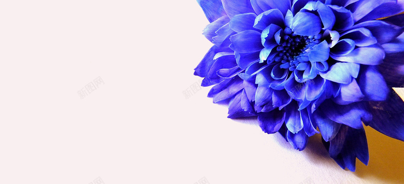 摄影蓝紫色的花jpg设计背景_88icon https://88icon.com 摄影 蓝紫色 花 礼物 饰品 海报banner 风景