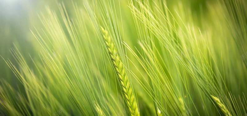 绿色麦子背景图背景