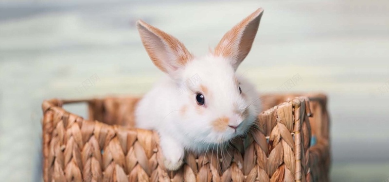 可爱兔子高清图片背景