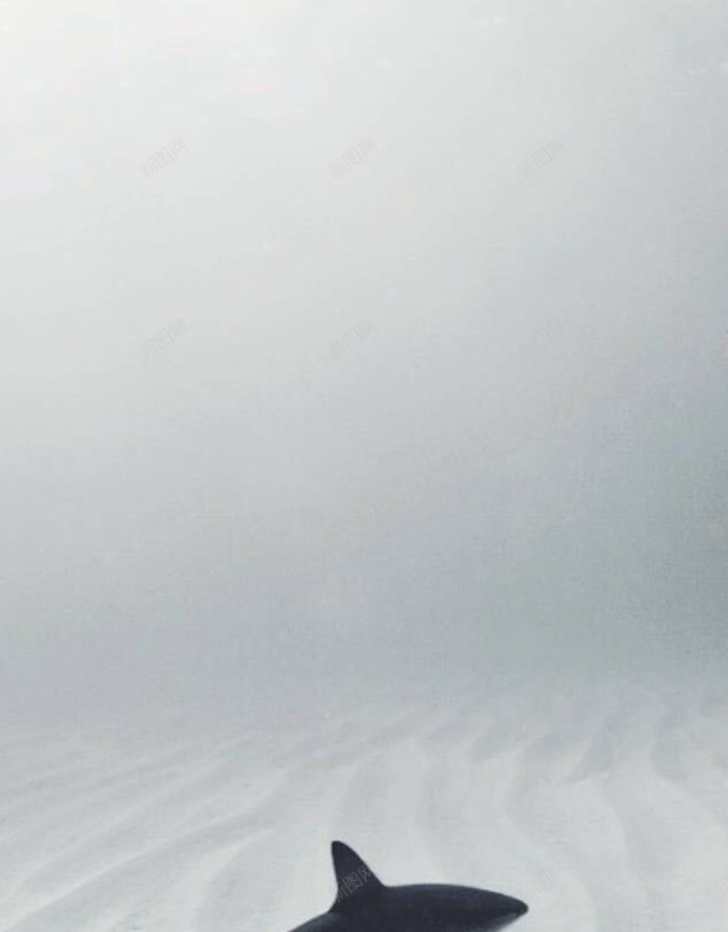 灰色海豚简约手机端H5背景jpg设计背景_88icon https://88icon.com 海底世界 大海 梦幻 海豚 灰色 鲸鱼 手机端 H5背景 灰色背景 灰色简约 高级灰