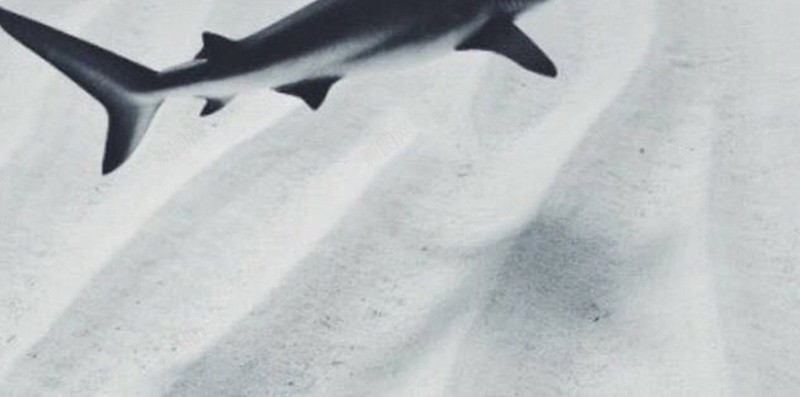 灰色海豚简约手机端H5背景jpg设计背景_88icon https://88icon.com 海底世界 大海 梦幻 海豚 灰色 鲸鱼 手机端 H5背景 灰色背景 灰色简约 高级灰