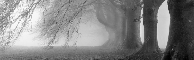 摄影灰色雾霾里的树木背景