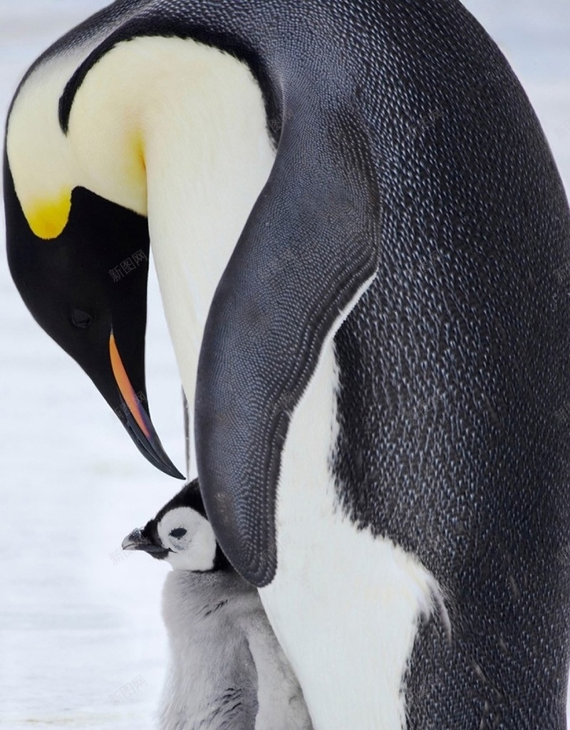 黑色动物H5背景jpg设计背景_88icon https://88icon.com 母亲节 企鹅 动物 灰色 白色 H5 h5 摄影 风景