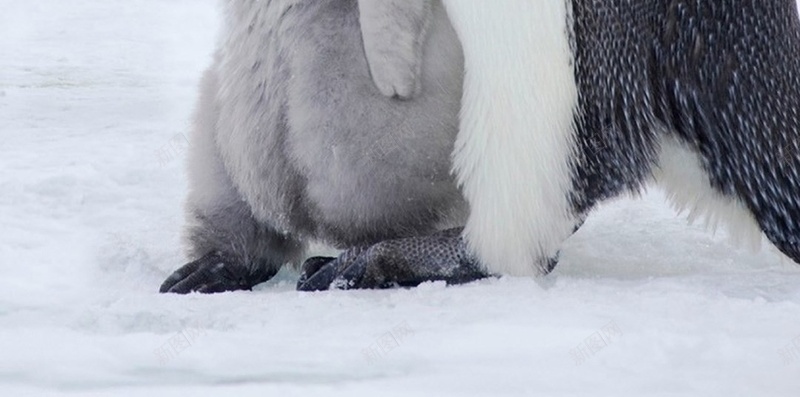 黑色动物H5背景jpg设计背景_88icon https://88icon.com 母亲节 企鹅 动物 灰色 白色 H5 h5 摄影 风景