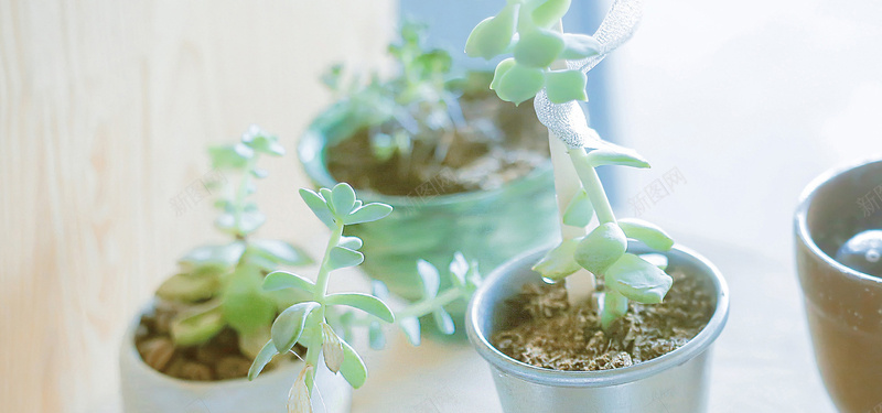 日系唯美小清新多肉植物背景背景