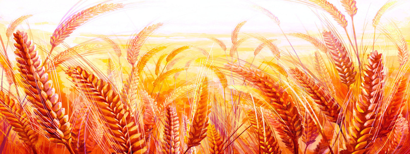 手绘稻草麦穗背景jpg设计背景_88icon https://88icon.com 手绘 稻草 麦穗 油画 金黄色 海报banner 卡通 童趣