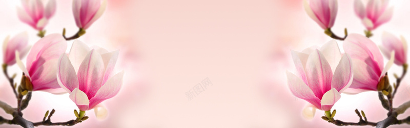 粉色郁金香温馨淘宝海报背景背景