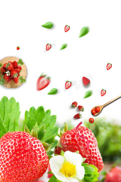 草莓季摘草莓白色背景简约海报高清图片