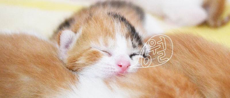 可爱猫咪背景jpg设计背景_88icon https://88icon.com 海报banner 动物 可爱 小猫 淘气 卡通 童趣 手绘