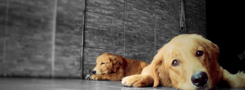 狗狗背景背景