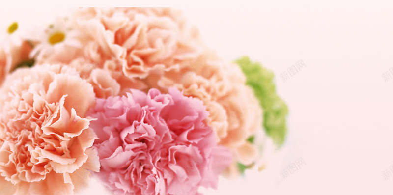 母亲节康乃馨特写H5背景psd设计背景_88icon https://88icon.com 感恩母亲节 母亲节快乐 感谢母亲 母亲节 康乃馨特写 康乃馨微距 Mothers Day