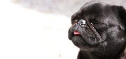小黑狗可爱的小黑狗吐舌背景高清图片