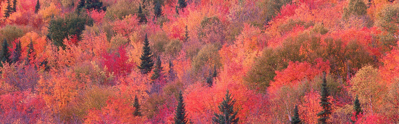 红色枫林背景背景