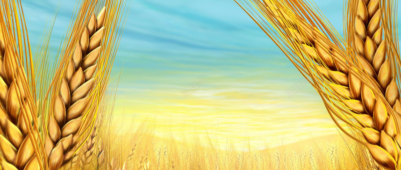 手绘丰收的小麦背景