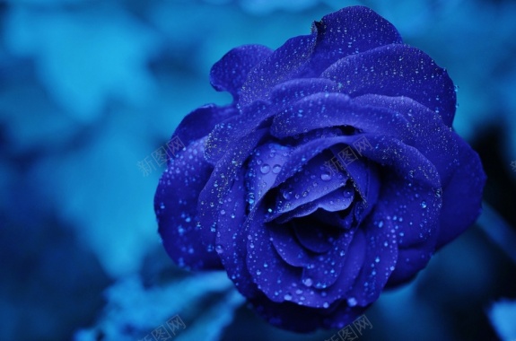 精美蓝玫瑰背景背景
