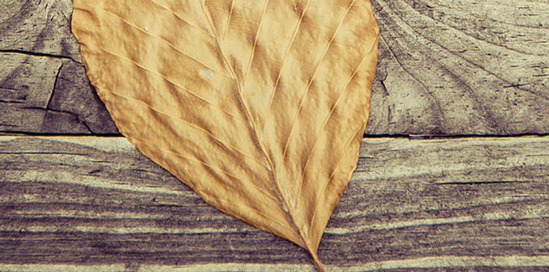 木板上的枯叶H5背景jpg设计背景_88icon https://88icon.com 小清新 怀旧 文艺 木板 枯叶 H5背景 H5 h5 简约